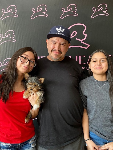 Yorkie puppies Puppy Heaven - Teacup & Toy Puppies