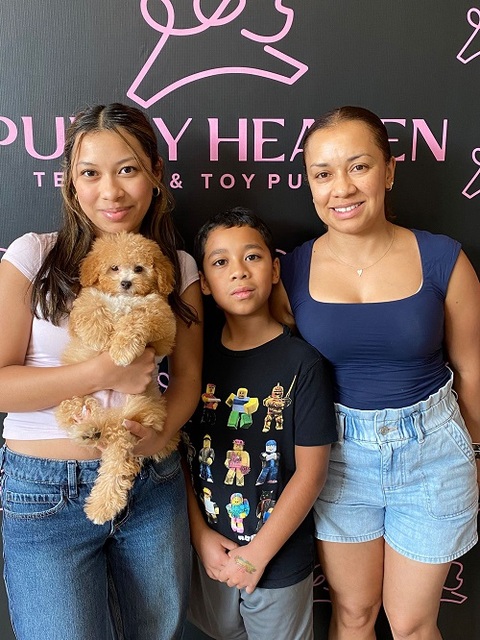 Florida puppy store Puppy Heaven - Teacup & Toy Puppies