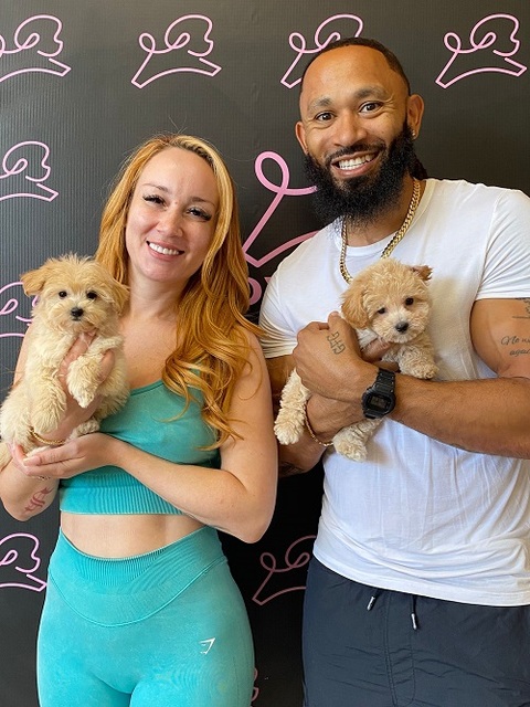 French bulldog puppies Puppy Heaven - Teacup & Toy Puppies