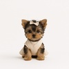 Miami puppy store - Puppy Heaven - Teacup & Toy...