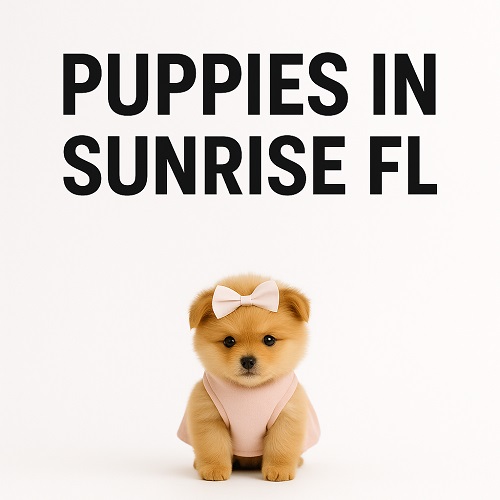 Puppy Heaven Sunrise Puppy Heaven - Teacup & Toy Puppies