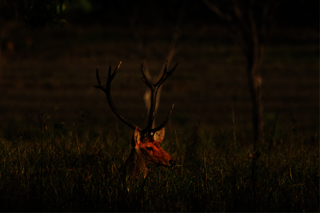 Tourists on Jeep Safari in Kanha Picture Box