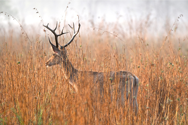 Kanha National Park Jeep Safari Adventure Picture Box