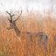 Kanha National Park Jeep Sa... - Picture Box