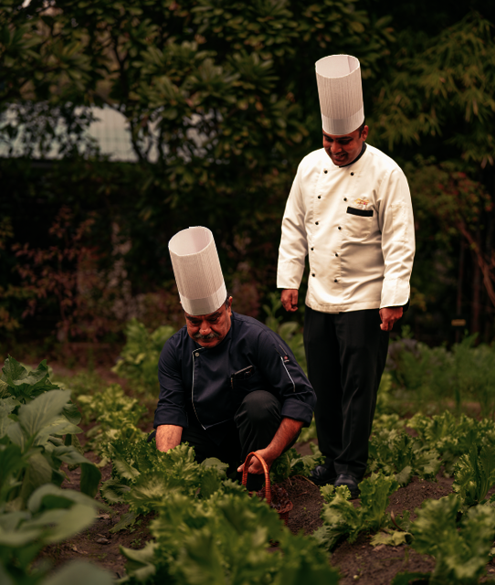 aahana kitchen garden Picture Box