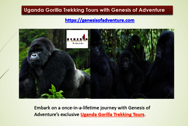 gorila trekking tours Picture Box