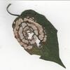 Thailand leaf - Picture Box