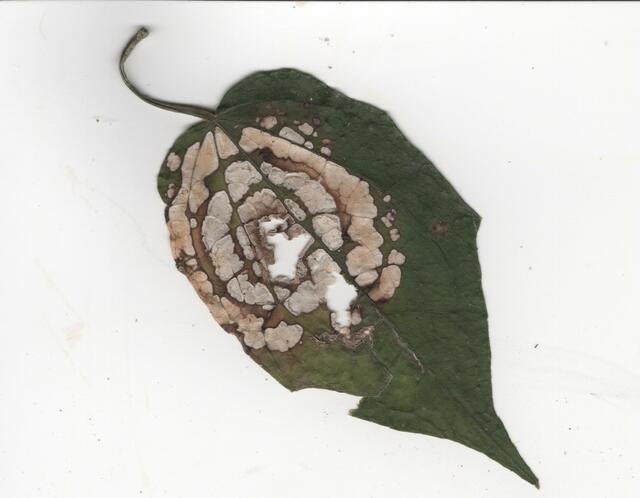 Thailand leaf Picture Box