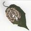 Thailand leaf - Picture Box
