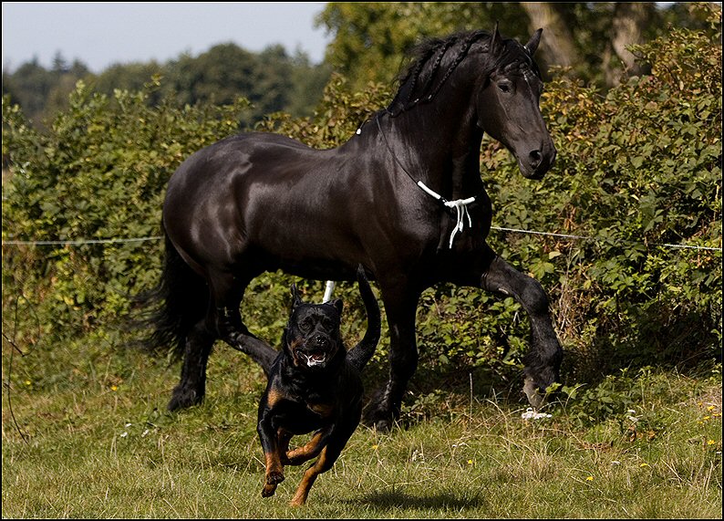 10 - Wessel 29 augustus