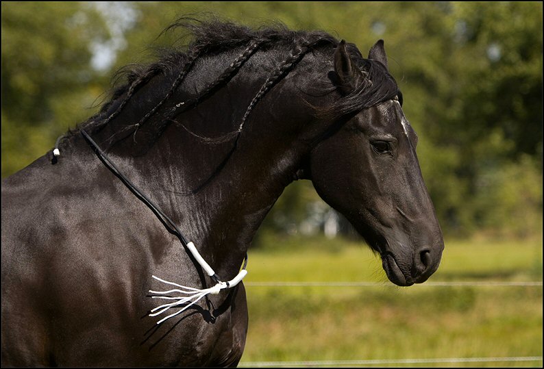 13 - Wessel 29 augustus