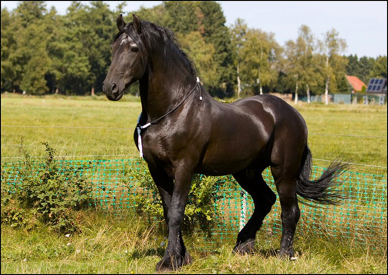 36 - Wessel 29 augustus