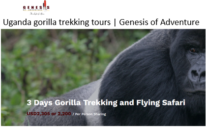 Uganda gorilla trekking tours  Genesis of Adventur Genesisofadventure