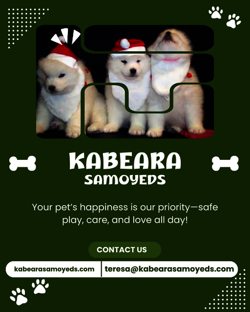 Green and White Modern Pet Daycare Shop Promotion  Samoyed puppies from champion bloodlines