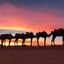 desert-camp - Sun Trails | Private Luxury Tours in Morocco | Sahara Desert | Honeymoon Travel | All-Inclusive Vacation Packages