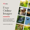 Free Online Images
