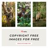 Copyright Free Images for Free