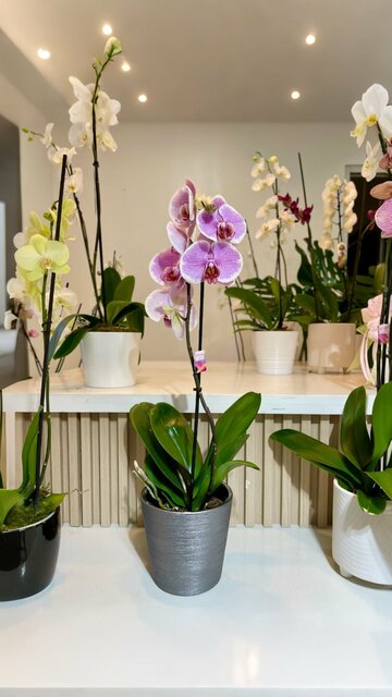 arreglos florales santiago Picture Box