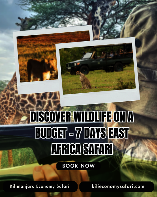 Discover Wildlife on a Budget – 7 Days East Africa Picture Box