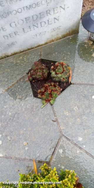 John en Dolly plantjes poten bij graf 14-11-25 6 R.I.P. Father 1915-1992 & Mother 1921-2012