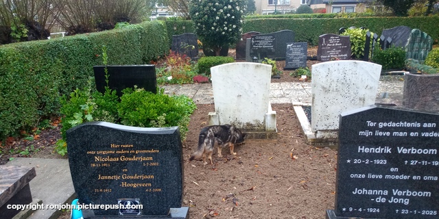 John en Dolly plantjes poten bij graf 14-11-25 3 R.I.P. Father 1915-1992 & Mother 1921-2012