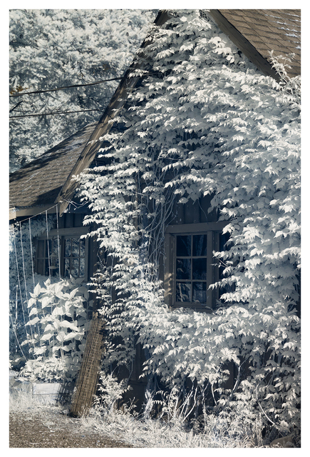 Kin Beach 2025 2 Infrared photography