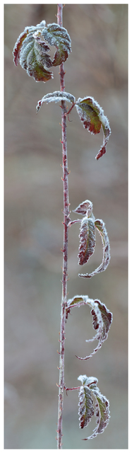 Frost Panorama 2025 1 Panorama Images