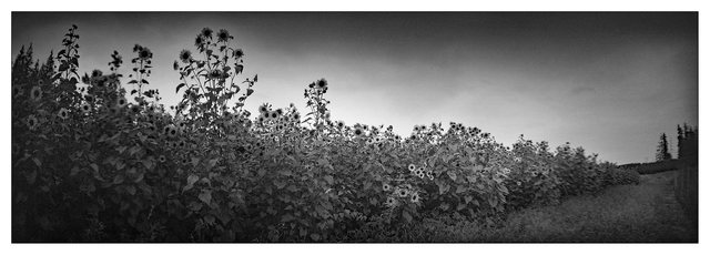 Sprocket Rocket 2025 21 Film photography