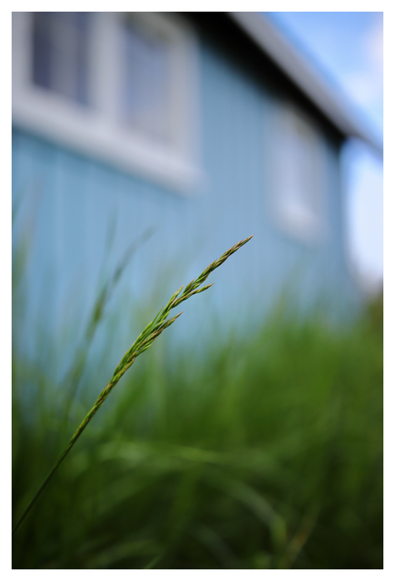 Church and Grass 2025 1 Vancouver Island