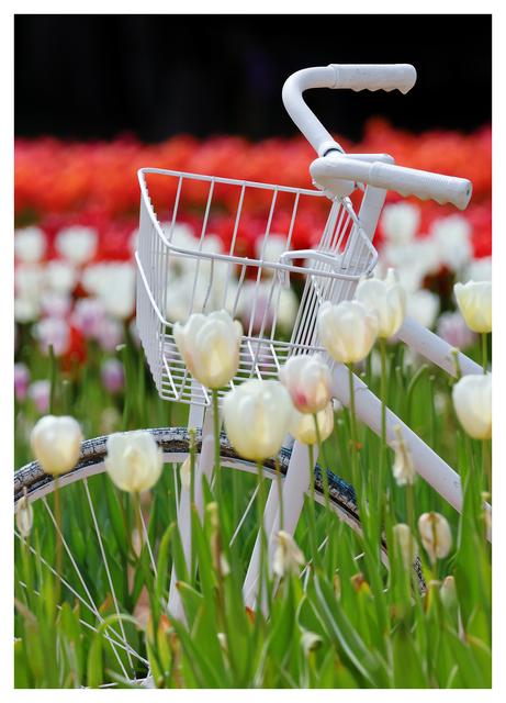 Tulips 2025 3 Vancouver Island