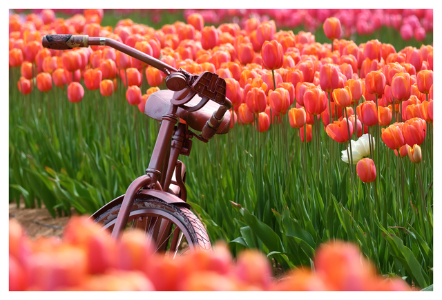 Tulips 2025 6 Vancouver Island