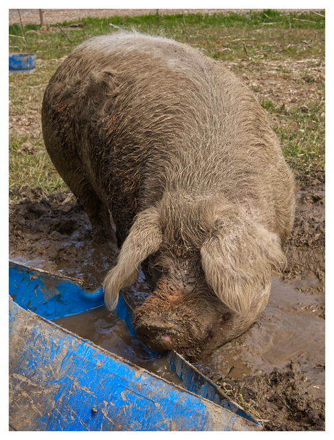 Pig 2025 2 Vancouver Island