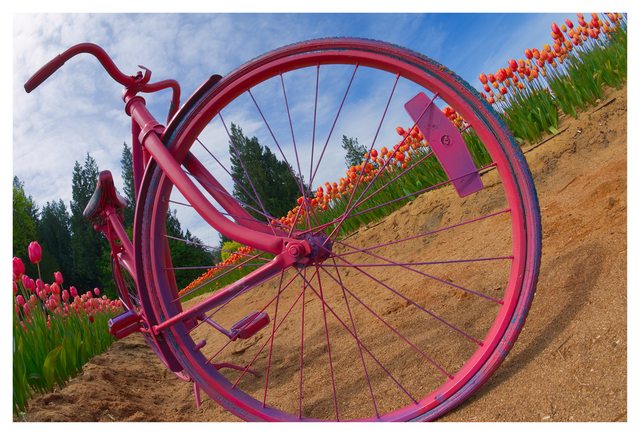 Tulip Bike 2025 1 Vancouver Island