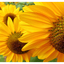 Sunflower Festival 2025 10 - Nature Images