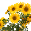 Sunflower Festival 2025 8 - Nature Images