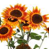 Sunflower Festival 2025 7 - Nature Images