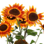 Sunflower Festival 2025 7 - Nature Images