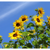 Sunflower Festival 2025 12 - Nature Images