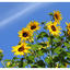 Sunflower Festival 2025 12 - Nature Images