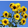 Sunflower Festival 2025 11 - Nature Images