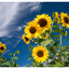 Sunflower Festival 2025 3 - Nature Images