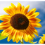 Sunflower Festival 2025 4 - Nature Images