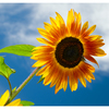Sunflower Festival 2025 5 - Nature Images