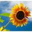 Sunflower Festival 2025 5 - Nature Images