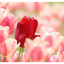 Tulips 2025 8 - Nature Images
