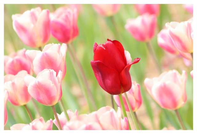 Tulips 2025 7 Nature Images