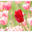 Tulips 2025 7 - Nature Images