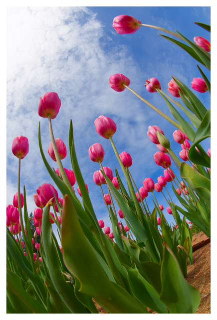 Tulips 2025 1 Nature Images