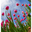 Tulips 2025 1 - Nature Images