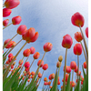 Tulips 2025 2 - Nature Images
